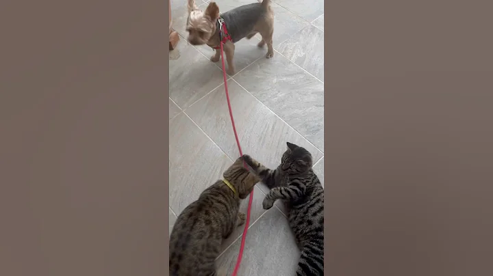 Watch the video about Very funny cats playing the leash of yoshi #viral #catlovers #yorkie #like #share #subscribe