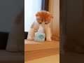 Mischievous kitten！悪戯子猫は今日も行く