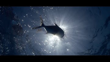 The Florida Yellowtail Rig - Mustad Jig Heads