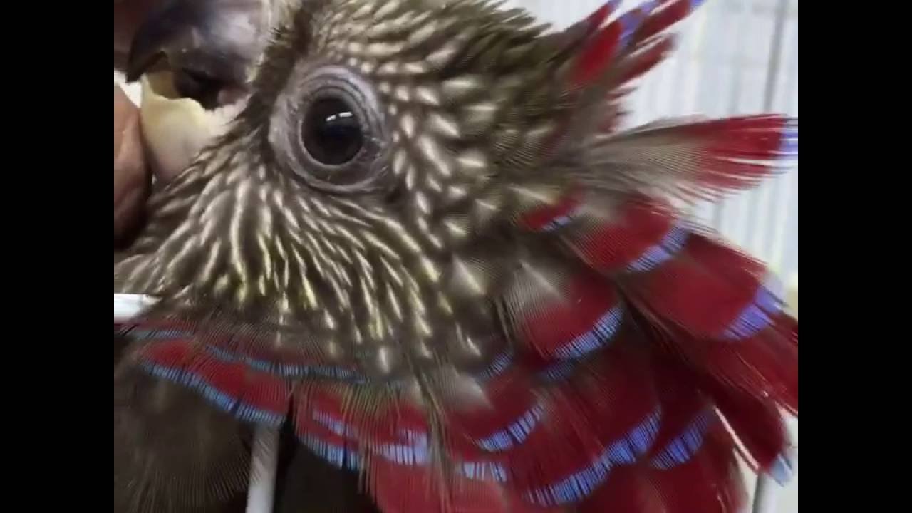 Birds at Kookaburra Bird Shop 9/2/2016 YouTube