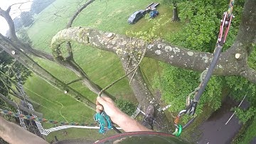 Tim Q. // 2 Dying Beech tree removal  ft. WainwrightUK