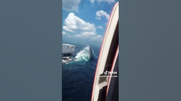 Megalodon shark 🦈 Attack||Animated Videos||Ai Videos||#ocean#babyshark#Ship