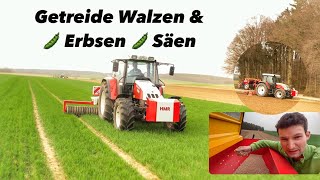Getreide Walzen | 🫛 Erbsen Säen | Bänke Reparieren