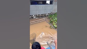 Câu cá vồ đém khủng bằng mồi sâu sứ vào mùa nước đổ sông Hậu #fishing #mientay #caucathugian