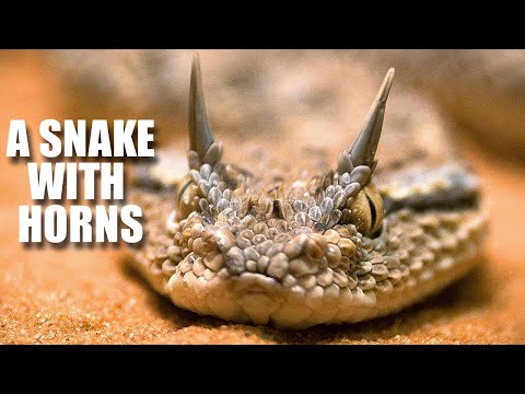 Video: Horned viper: description, habitat, lifestyle