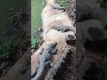 Huge Crocodiles in Gambia’s Crocodile Forest!