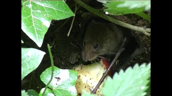 Vole under the apple trees. Filmed by Jonathan Cla...