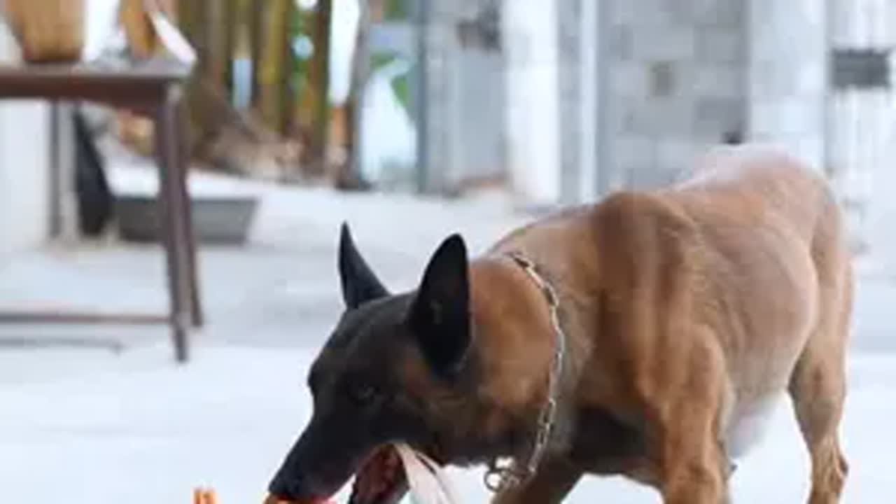 巴图舍不得自己的孩子，它曾用忠诚和热情陪伴小巴图度过人生最艰难的时光，巴图无法接受自己心爱的宝宝已经离开的事实。萌宠出道计划 狗子的迷惑行为  狗狗的心思都写在脸上了 @文旅泰安 总有理由爱上泰安