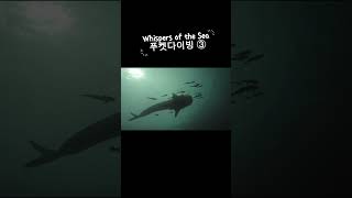 푸켓 바다아래, 고요한 치유3 #phuket #푸켓 #푸켓다이빙