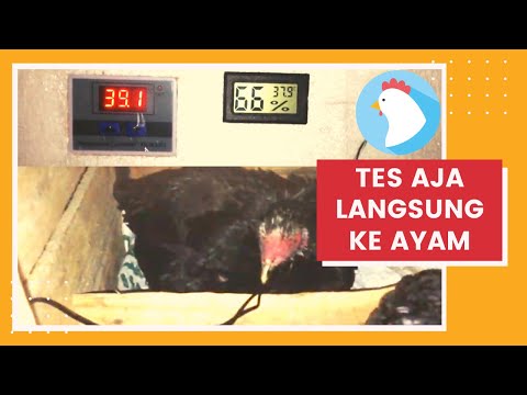 💯 TES suhu dan kelembapan sesungguhnya saat ayam mengeram