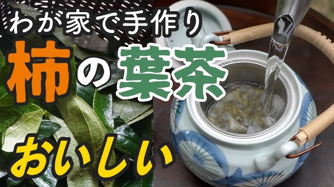柿の葉茶を家の柿の木から採って手づくり 無農薬のお茶 Youtube