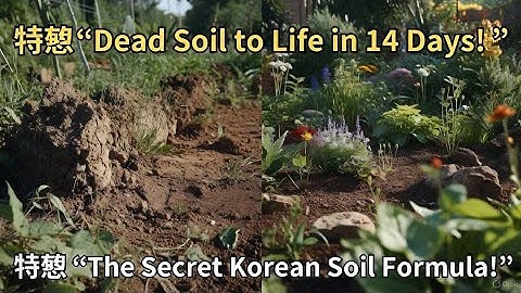 The Korean 14-Day Miracle Soil Trick That Revives Dead Gardens FAST