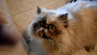 Part 3   Christmas Meet & Greet our 2 Himalayan Cats and 1 Kitten in our Main Cattery Room