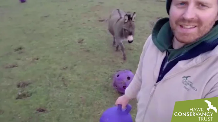 Thank you from Ryan and our donkeys!