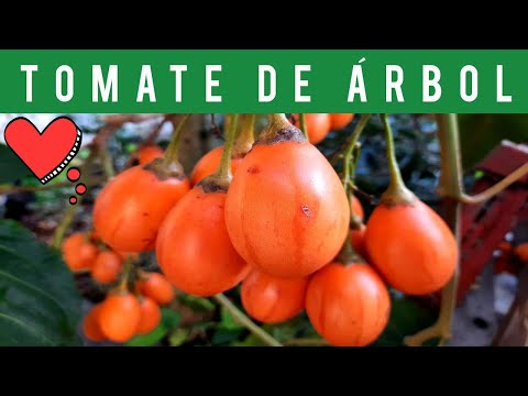 Video: Problemi con le piante di Tomatillo: motivi per una buccia vuota su Tomatillos
