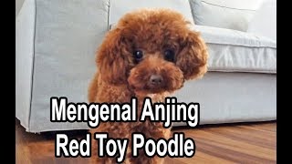 harga red toy poodle