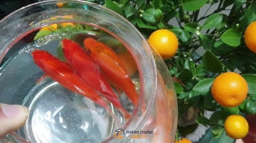 Sự Tích Ông Công Ông Táo Và Tục Thả Cá Ngày 23 Tháng Chạp, Nét Đẹp Văn Hóa Người Việt