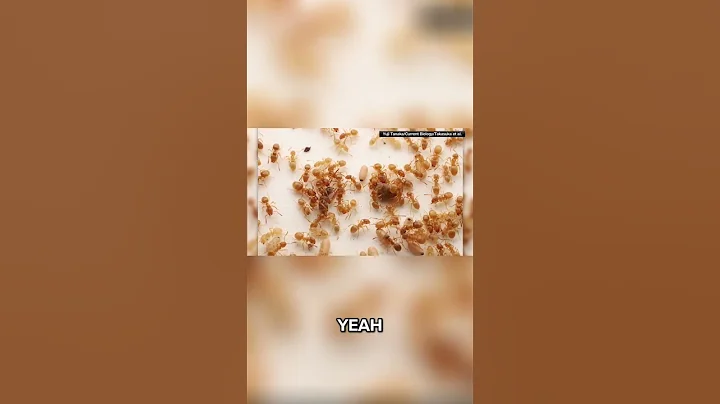 Researchers study parasitic queen ant