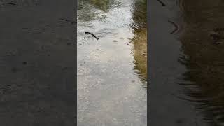 Barish 🌧️ #rain #songs #shorts