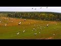 Серый журавль (Grus grus) - Common crane | Film Studio Aves