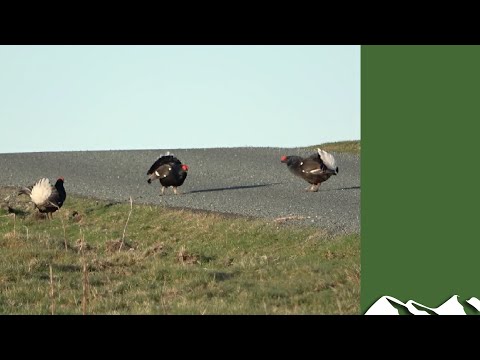 Video: Moet korhoen roze zijn?