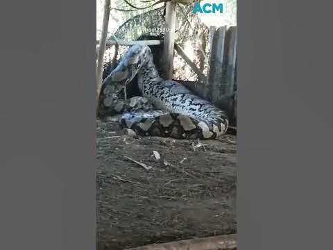 Giant python eats whole cow alive - YouTube