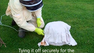 How to Collect a Swarm of Honeybees