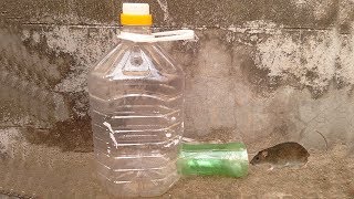 Rat Traps Homemade , How to Make a Simple Mouse Trap from Plastic Bottle