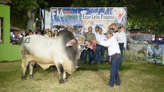 FERIA INTERNACONAL DE AZUERO 2019