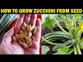 How to grow ZUCCHINI from Seed | How to grow Zucchini (Courgette) at Home