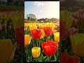 Pure bloom. #tulips #flowergarden #nature #explore #visualart #artisync #japan @Artisync_ai