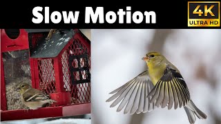 Finches In Slow Motion Beautiful Winter Flight 4K