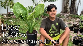 How To Grow Alocasia From Cuttings✨?S:2,Ep.18//Ultimate Gardening
