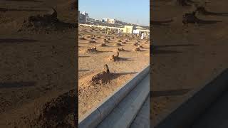 Mustafa Jaan E Rehmat Pe Lakhon Salam - Darood O Salaam - Ramzan Naat - M Media D