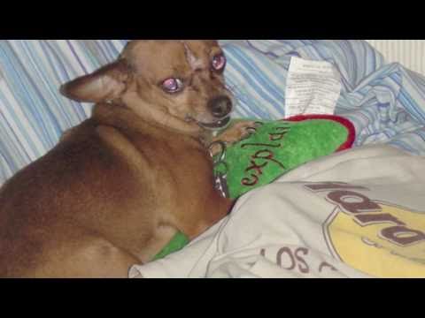Nascar singing Cute Chihuahua needs a home or she ...
