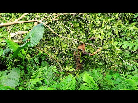 A Lot Of Wild Fruits, Wild Food: Survival Alone In The Rainforest | EP.85