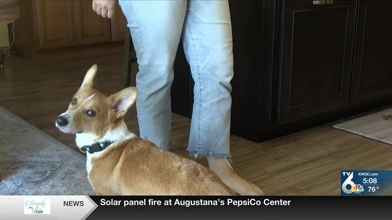 A lost puppy returned to its’ owners after escaping for 27 days - YouTube