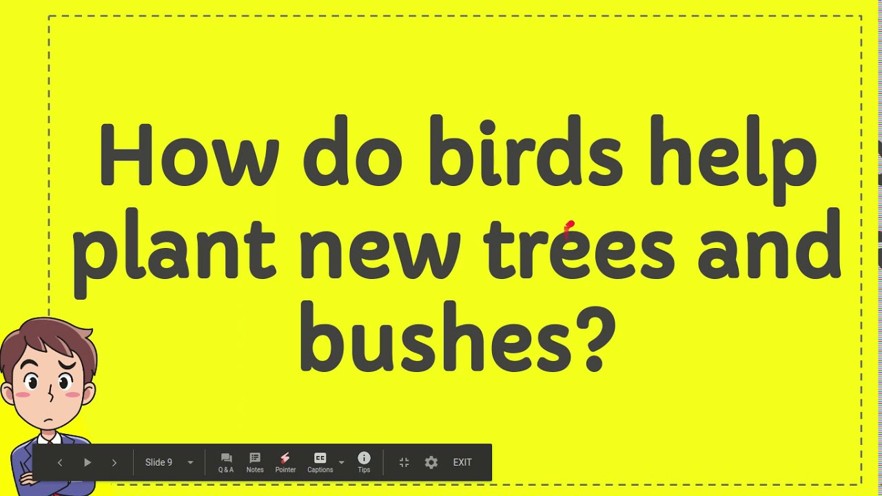 How do birds help plant new trees and bushes? YouTube