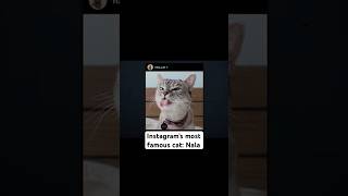 Celebrity Nala, Instagram's most famous cat Wealth