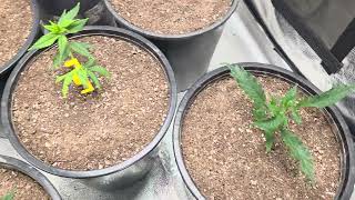 INDOOR GROW UPDATE.  A.C INFINITY AND SPIDER FARMER 2X2 GROW TENT UPDATE 