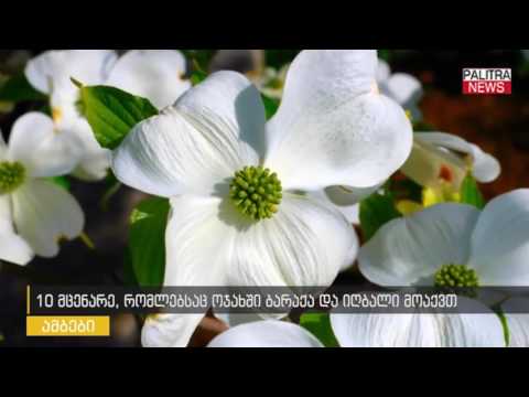 10 მცენარე, რომლებსაც ოჯახში ბარაქა და იღბალი მოაქვთ