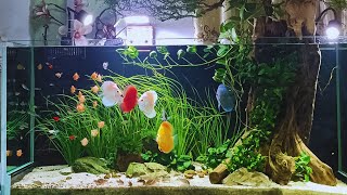 Discus Fish Tank Setup - Keep the Perfect Discus Aquarium Step By Step screenshot 2