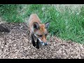 hand feeding and playing with a wild red fox cub, 4 months old