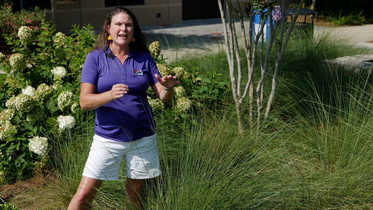 Get It Growing: Muhly grass is Fall Louisiana Super Plant
