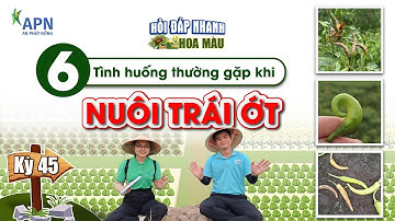APN - QUẢN LÝ THÁN THƯ, DƯỠNG TRÁI, KÍCH ĐỌT, KÍCH CHÍN, BÓN PHÂN | CHO ỚT MANG TRÁI