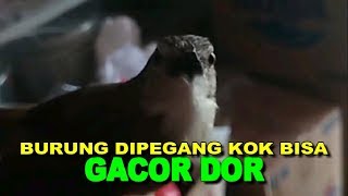 CIGUN GACOR DOR   CIBLEK GUNUNG DI PEGANG TANGAN GACOR