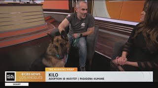Kilo is a 5yearold German Shepherd looking for a forever home: Pet of the Week