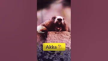 Akka Jokes Sinhalajokes 2023 Funnuclips Funny Funnyvideo Jokevideos Akka 