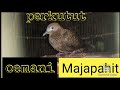 Review perkutut cemani Majapahit