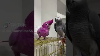 Try Not To Laugh Or Grin - Hilarious Birds!